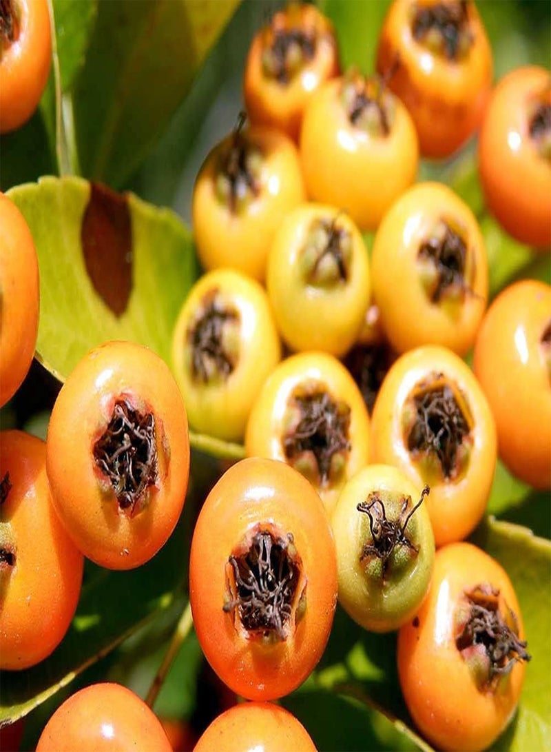 GGOOT 20pcs Special Yellow Variety Pyracantha Seeds Suitable Planting Beside Roadside Fence Create Beautiful Environment - Image 2