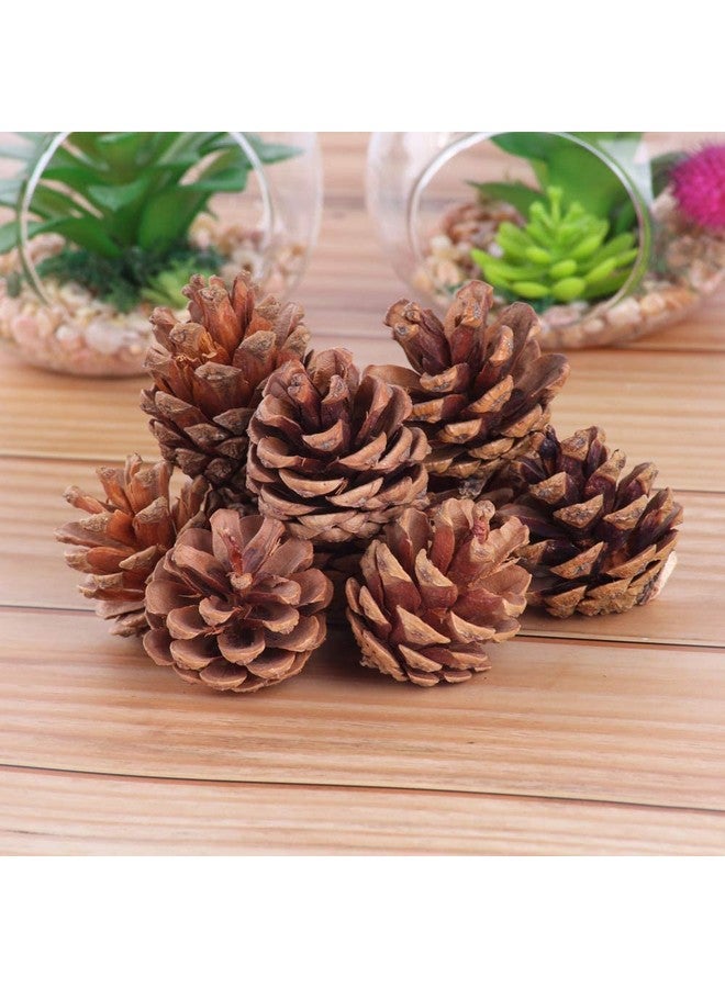 Ascension Natural Pine Cone Wooden Cones Hanging Pinecone for Christmas (Brown) Pack of 12 - Image 1