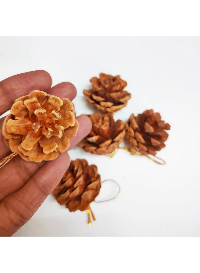 Ascension Natural Pine Cone Wooden Cones Hanging Pinecone for Christmas (Brown) Pack of 12 - Image 5