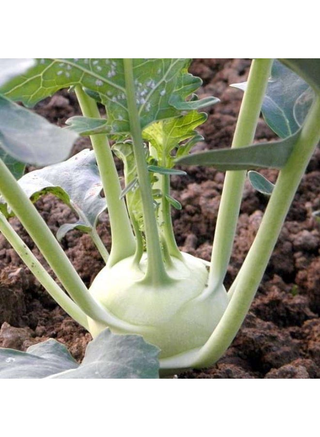 Knol Khol White Desi Vegetable Seeds