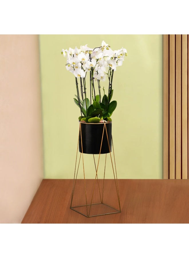 Ferns N Petals 8 Stem White Orchid Plant In Tall Premium Planter 