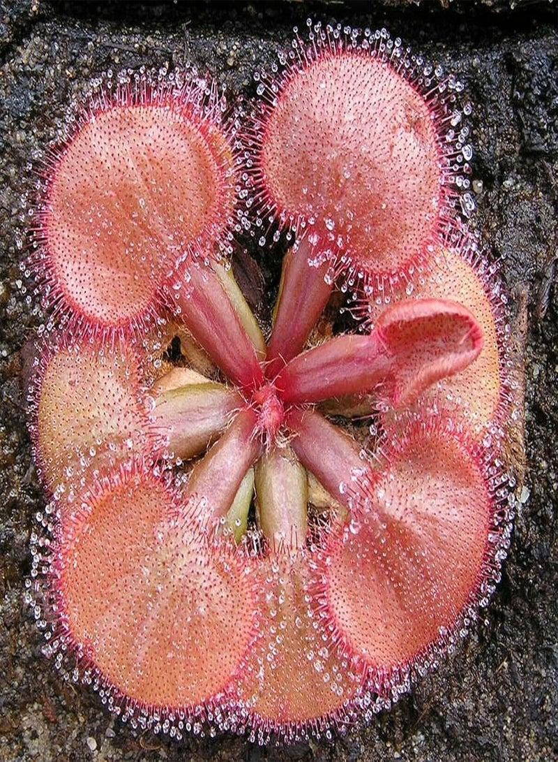 جي جوت 20 قطعة/حقيبة بذور دروسيرا فالكونيري، نادرة، آكلة اللحوم، جذابة، مليئة بالحيوية، بذور سنديو للنباتات الخارجية، بذور دروسيرا فالكونيري - Image 5