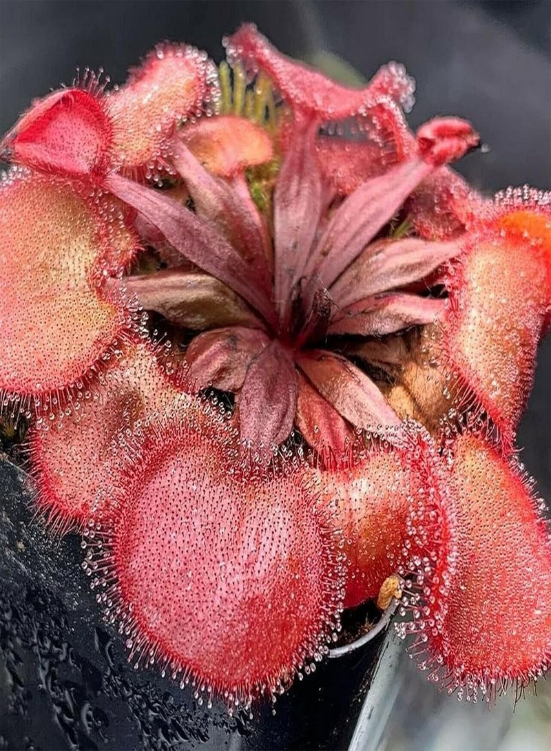 جي جوت 20 قطعة/حقيبة بذور دروسيرا فالكونيري، نادرة، آكلة اللحوم، جذابة، مليئة بالحيوية، بذور سنديو للنباتات الخارجية، بذور دروسيرا فالكونيري - Image 1