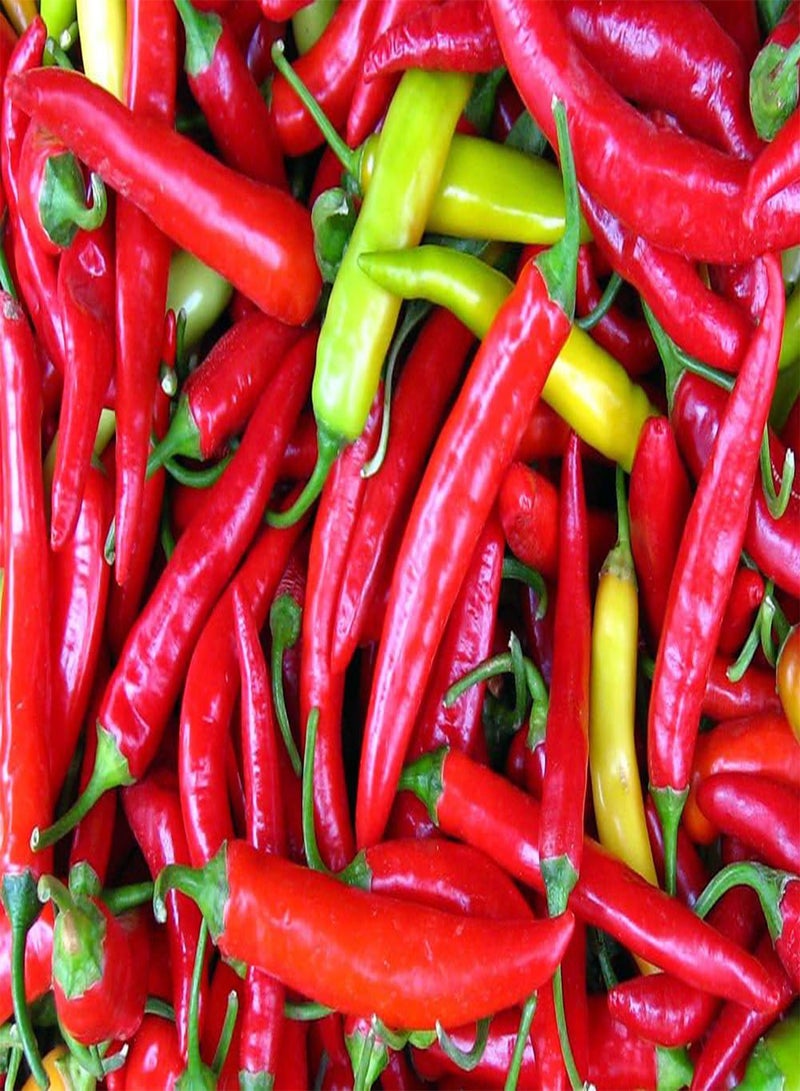 GGOOT 30+ Piri Piri  African Bird's Eye  Hot  Seeds Heirloom NON-GMO