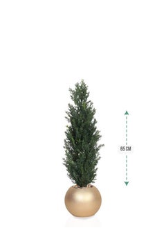 co arma Cypress tree in a round plastic pot with a diameter of 65 cm  - Image 1