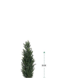 co arma Cypress tree in a round plastic pot with a diameter of 65 cm  - Image 2
