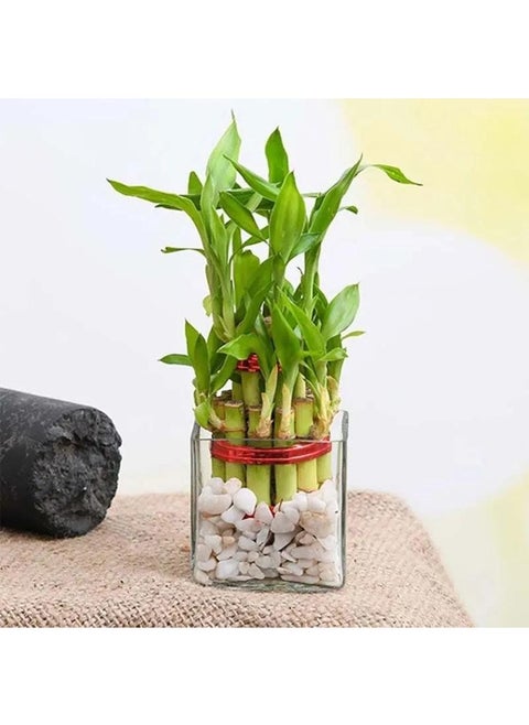 2 Layer Lucky Bamboo In Square Vase