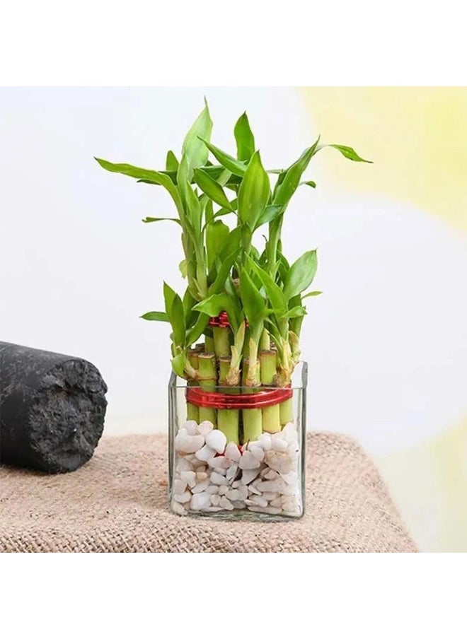 2 Layer Lucky Bamboo In Square Vase
