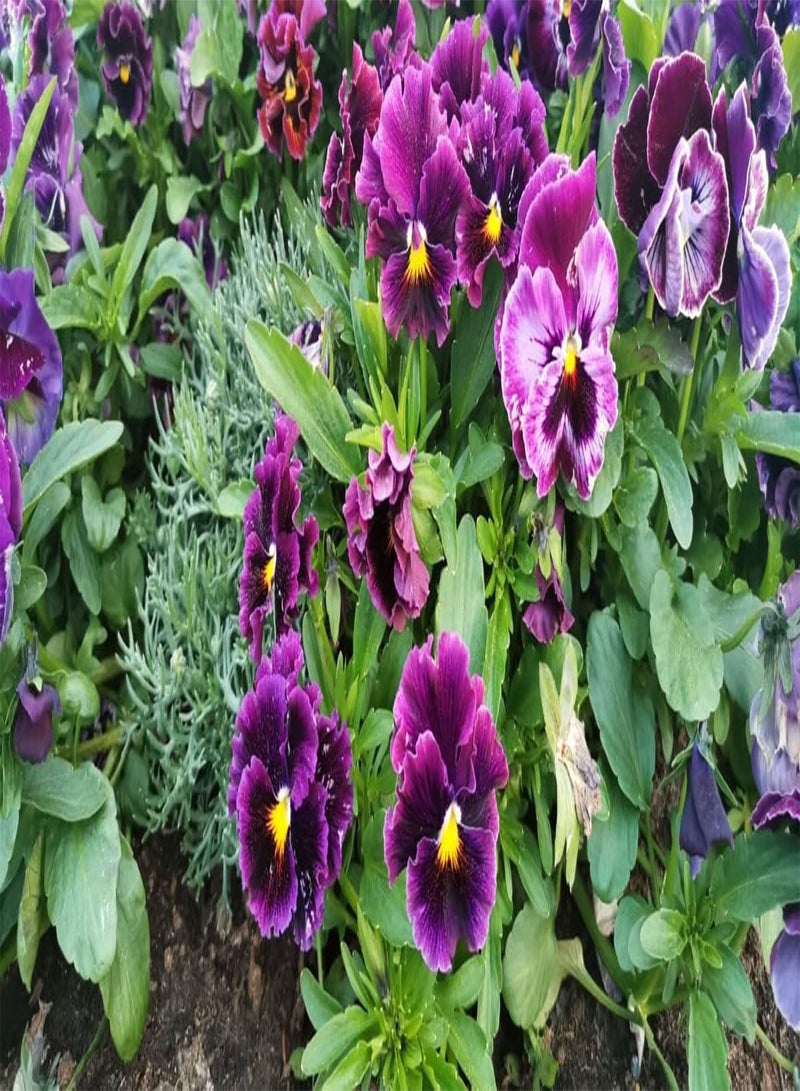 GGOOT 10 Pcs Pansy Seeds, Flirty Skirts Mix, Viola Seeds - Image 3