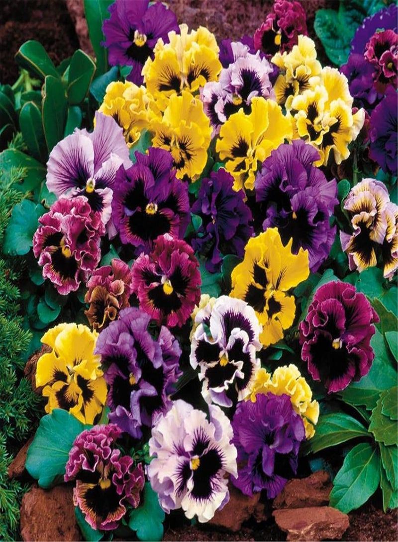 GGOOT 10 Pcs Pansy Seeds, Flirty Skirts Mix, Viola Seeds - Image 1