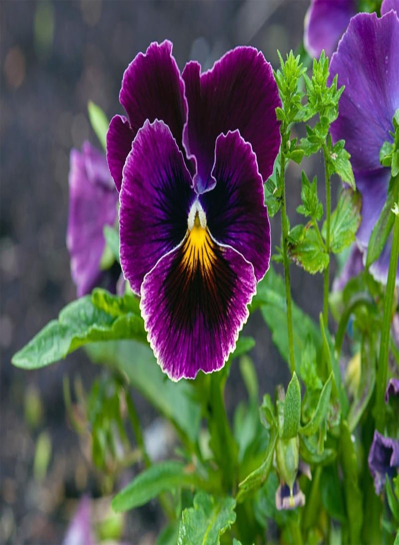 GGOOT 10 Pcs Pansy Seeds, Flirty Skirts Mix, Viola Seeds - Image 2