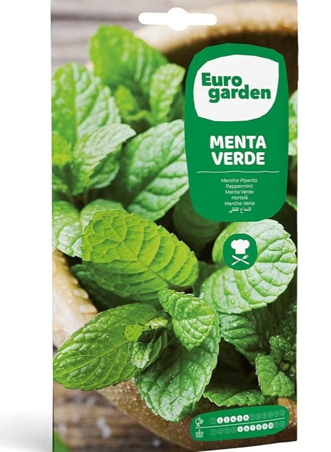 Fito SEMILLAS FITO Green Mint - Verde - Image 1