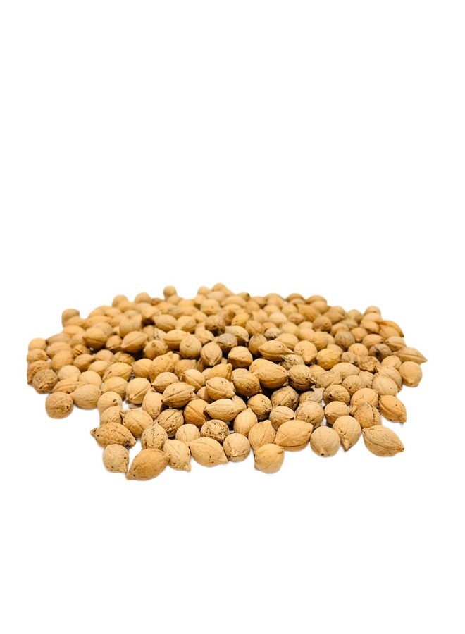 Ayushiv PUTRAJEEVAK SEEDS (Putranjiva roxburghii) - putraveeji - putranjiva - Jiyapota (200) - Image 3
