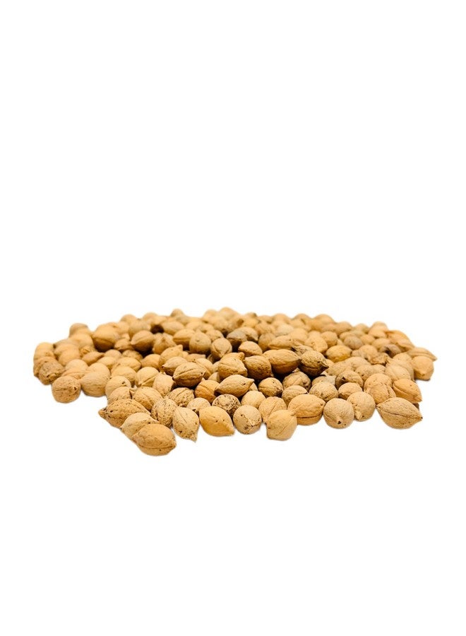 Ayushiv PUTRAJEEVAK SEEDS (Putranjiva roxburghii) - putraveeji - putranjiva - Jiyapota (200) - Image 5
