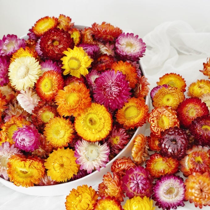 Natural Dried Daisy Flowers Heads 3040 Pcs Gerbera Daisies Real Sunflowers Chrysanthemum Dry Flower Arrangements for Wedding Decor Home Party Decoration and DIY Craft Multi Colors