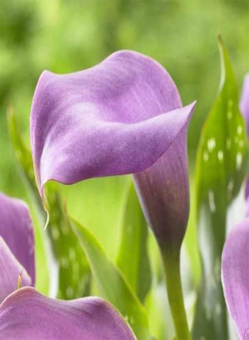 GGOOT 3pcs Paarse Calla Lelie Bollen Decoratie Tuin Kamer Indoor Outdoor Gemakkelijk Planten Trekt Bijen Vlinders Natuurlijke Groei Calla Bollen - Image 2