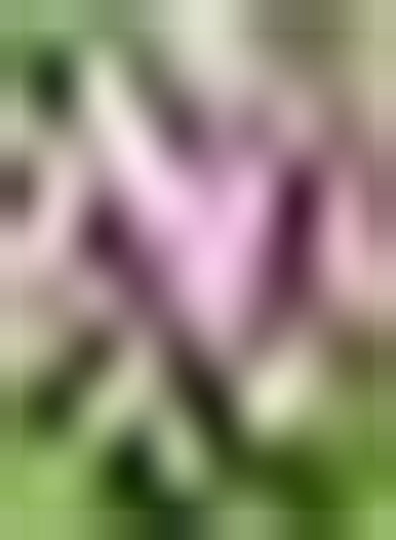 GGOOT 3pcs Paarse Calla Lelie Bollen Decoratie Tuin Kamer Indoor Outdoor Gemakkelijk Planten Trekt Bijen Vlinders Natuurlijke Groei Calla Bollen - Image 1