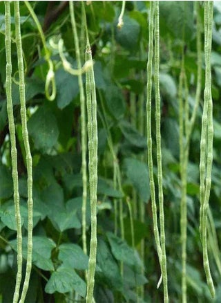 80Pcs Cowpea Seeds - pzsku/ZA3FDEA24FF989CB887FCZ/45/_/1708337647/c1124654-1916-4497-a6b0-90a82dd77a1b