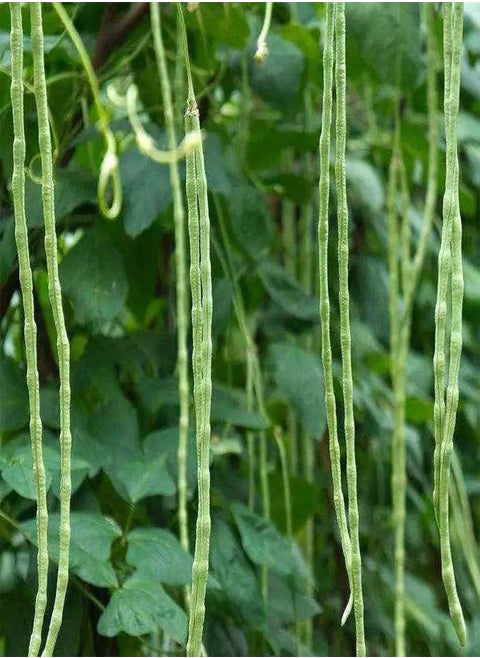 80Pcs Cowpea Seeds