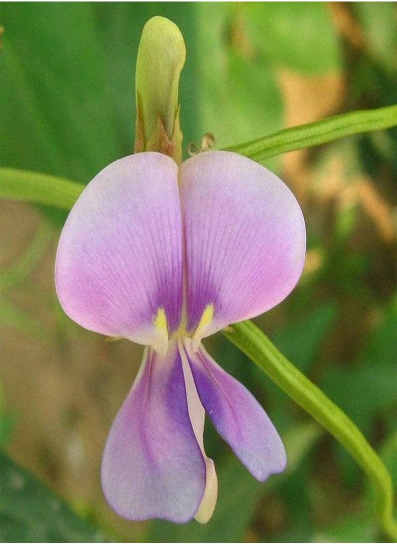 80Pcs Cowpea Seeds