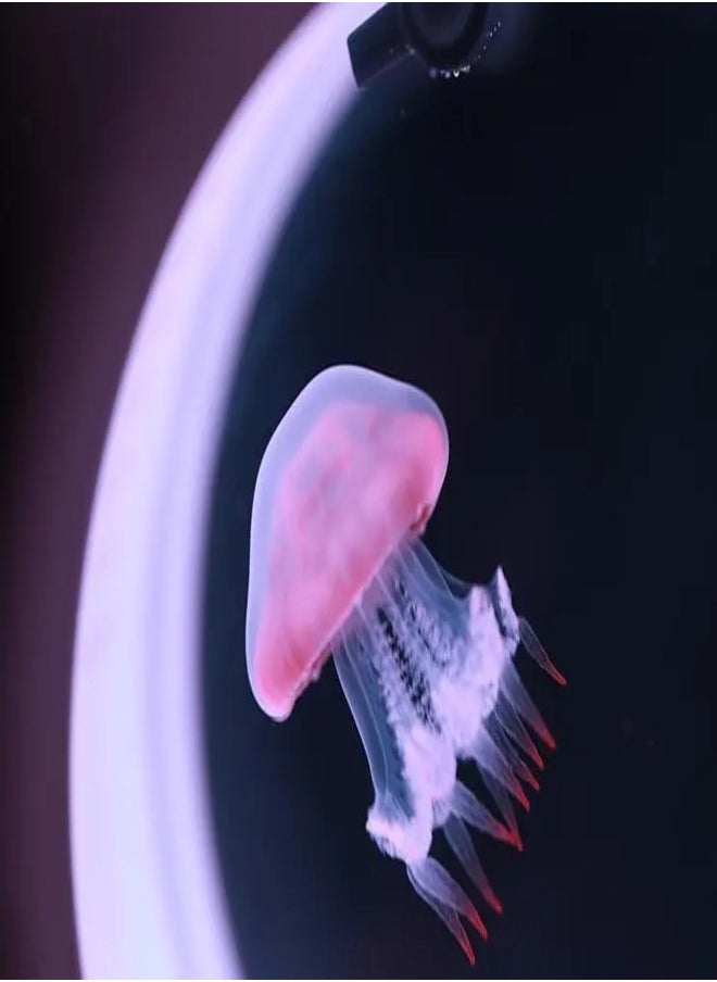 Bdot Buy - Glowing jellyfish Lamp for Bedroom,Office Decor, Decor Light, Color Changing - Image 1