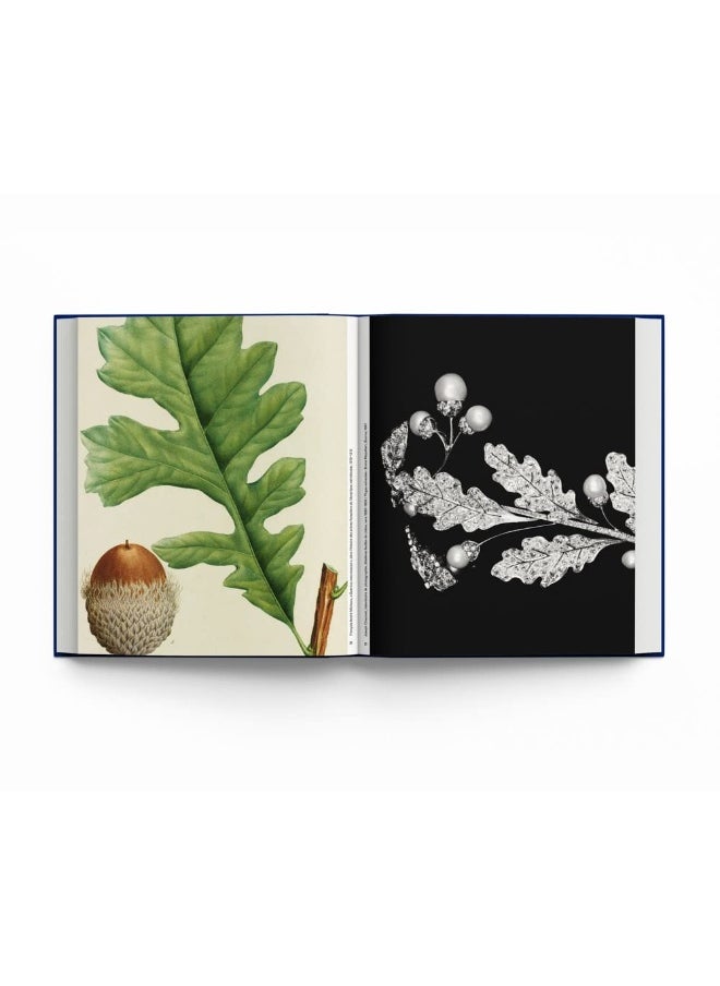 Botanical: Observing Beauty  - Image 1