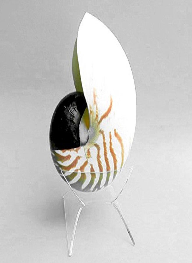 حوامل عرض أصداف نوتيلوس من أون فاير جاي، تتسع لأصداف كبيرة، عبوة من 3 قطع - Image 2