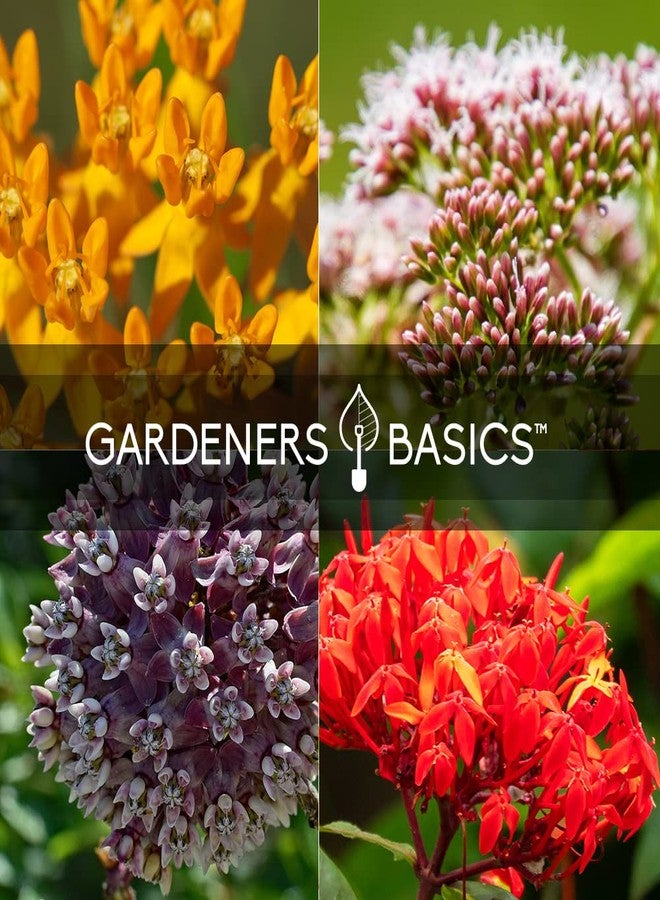 Gardeners Basics بذور نبات الصقلاب الأساسية لجذب فراشات الملك (عبوة من 4 أنواع) - أنواع شائعة، وأنواع زاهية، وأنواع خاصة بالفراشات، وأنواع خاصة بالورود - تجذب الفراشات والنحل والملقحات - بذور زهور برية تراثية - Image 4
