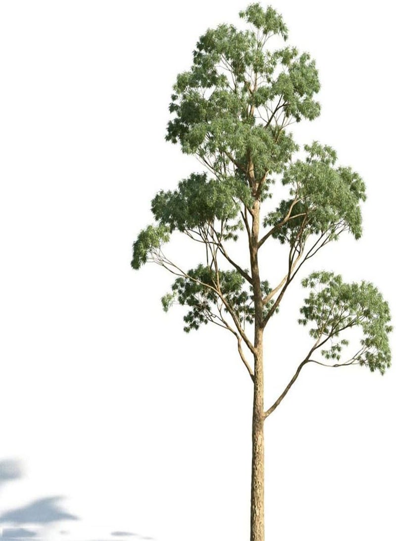 GGOOT 25pcs Eucalyptus Seeds Tall Evergreen Tree Heirloom Seed Cultivate As an Ornamental Tree Simple Planting Landscape in The Garden Courtyard - Image 2