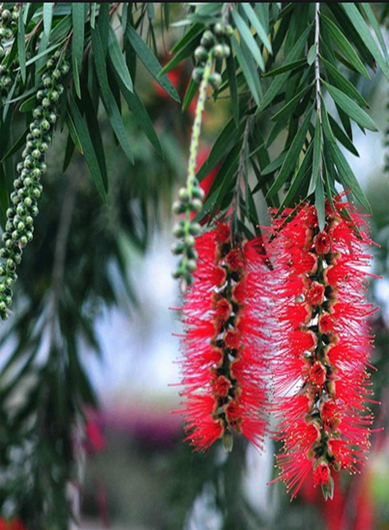 GGOOT 25pcs Eucalyptus Seeds Tall Evergreen Tree Heirloom Seed Cultivate As an Ornamental Tree Simple Planting Landscape in The Garden Courtyard - Image 1