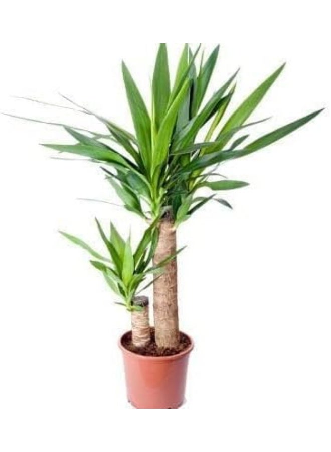 نبات يوكا داخلي، شجرة نخيل دراسينا طبيعية حية ذات ساق مزدوجة، نبات منزلي في أصيص، زارعة - Image 1