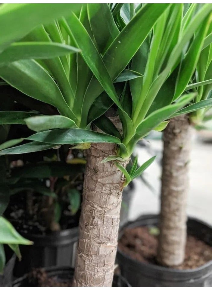 نبات يوكا داخلي، شجرة نخيل دراسينا طبيعية حية ذات ساق مزدوجة، نبات منزلي في أصيص، زارعة - Image 3