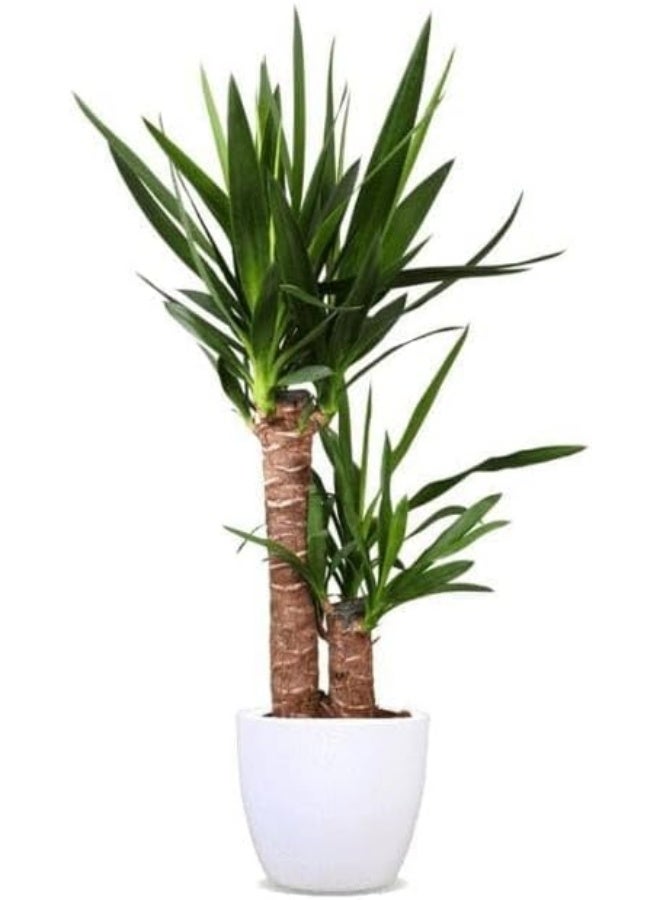 نبات يوكا داخلي، شجرة نخيل دراسينا طبيعية حية ذات ساق مزدوجة، نبات منزلي في أصيص، زارعة - Image 2