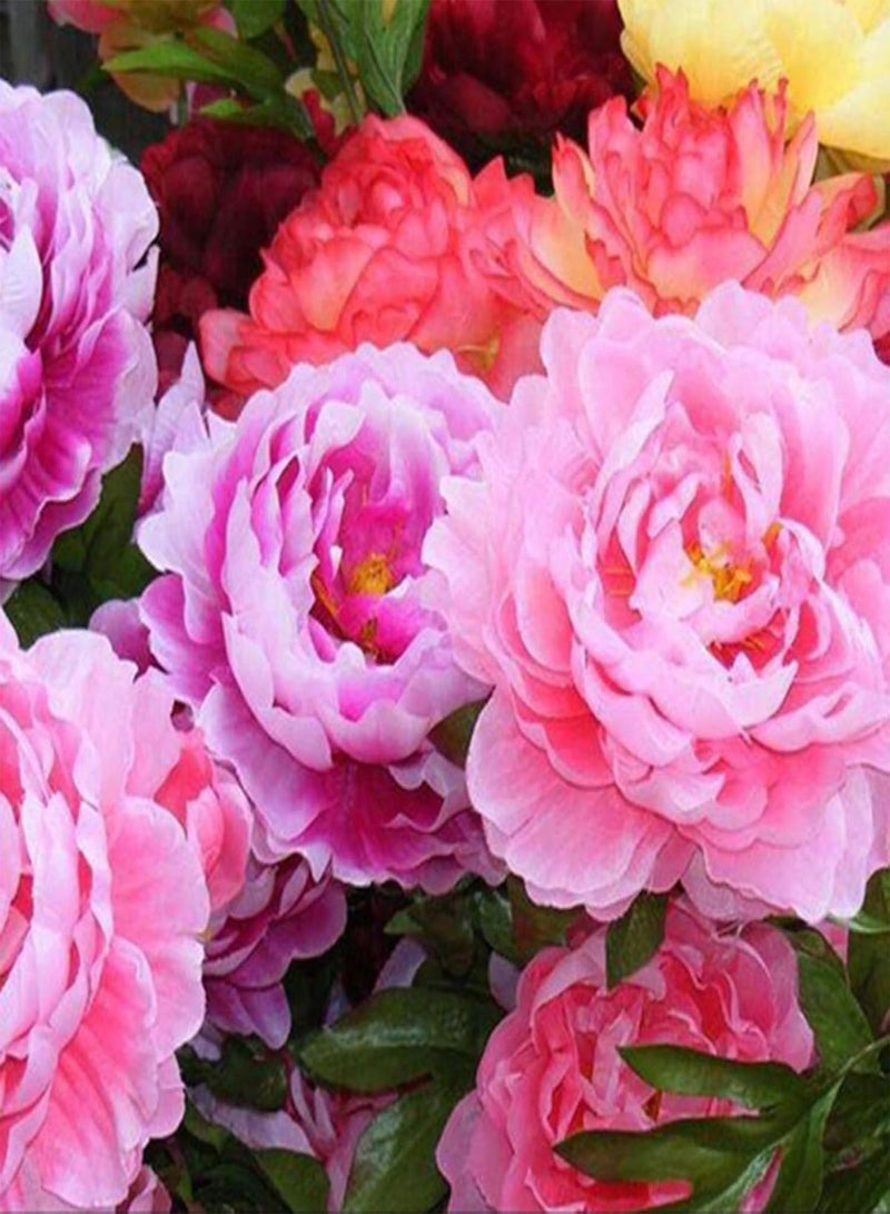 GGOOT Green Garden Flower Plants-50Pcs Mixed Color Double Peony Seeds Plant Balcony Garden Bonsai Flower Decor - Mixed Color Peony Seeds - Image 5
