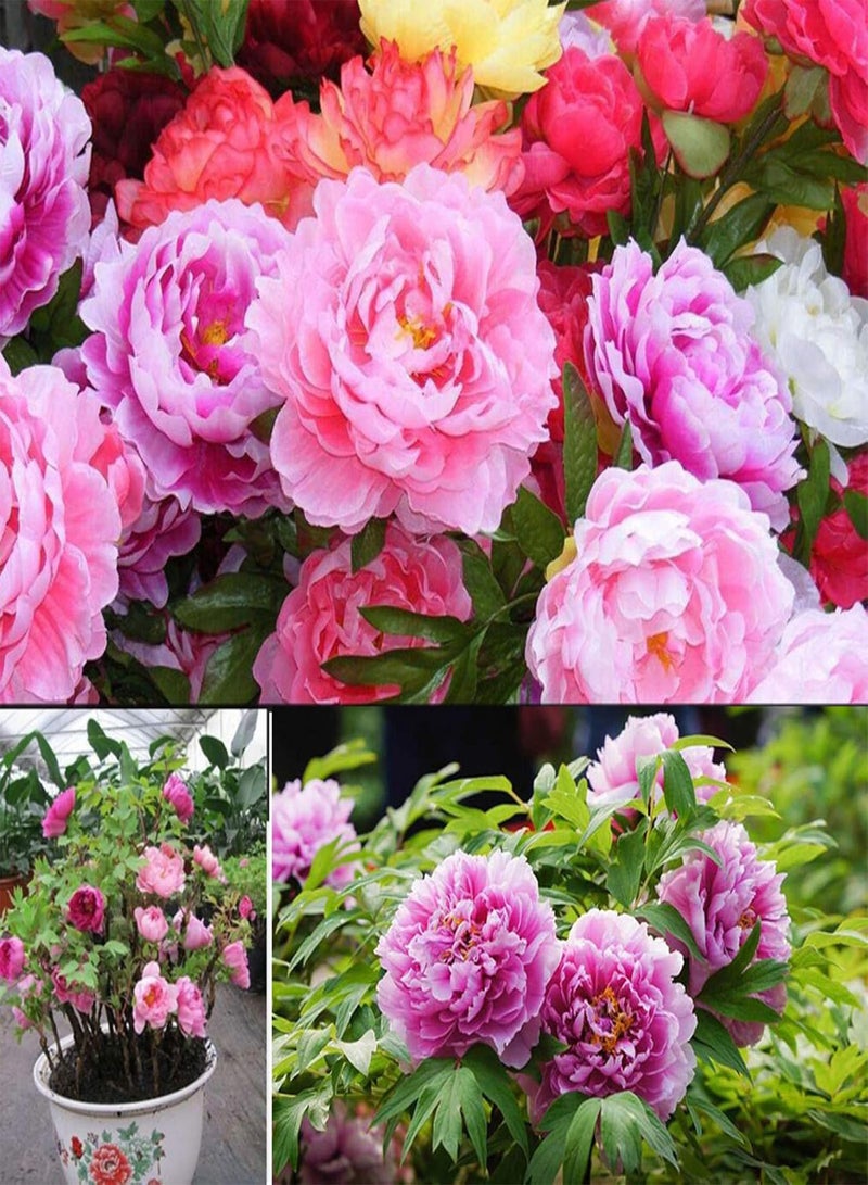 GGOOT Green Garden Flower Plants-50Pcs Mixed Color Double Peony Seeds Plant Balcony Garden Bonsai Flower Decor - Mixed Color Peony Seeds - Image 1