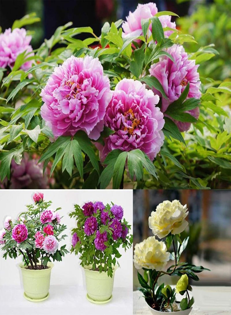 GGOOT Green Garden Flower Plants-50Pcs Mixed Color Double Peony Seeds Plant Balcony Garden Bonsai Flower Decor - Mixed Color Peony Seeds - Image 2