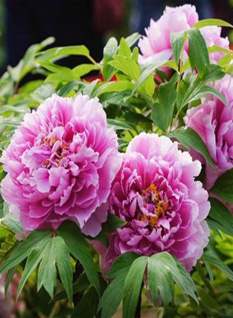 GGOOT Green Garden Flower Plants-50Pcs Mixed Color Double Peony Seeds Plant Balcony Garden Bonsai Flower Decor - Mixed Color Peony Seeds - Image 4