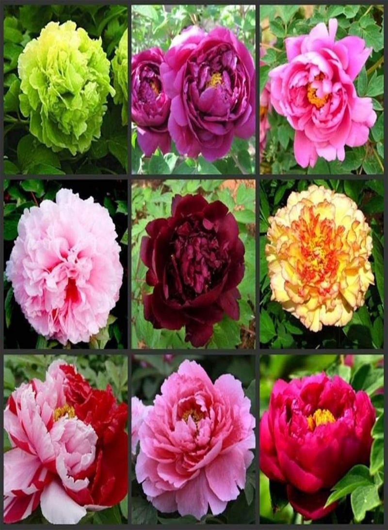 GGOOT Green Garden Flower Plants-50Pcs Mixed Color Double Peony Seeds Plant Balcony Garden Bonsai Flower Decor - Mixed Color Peony Seeds - Image 3