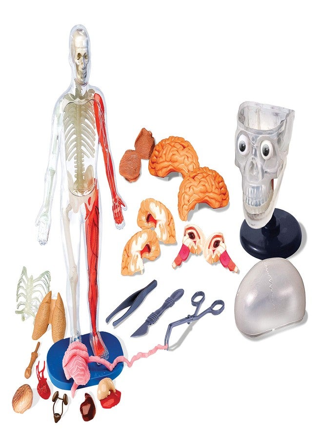 SmartLab ألعاب سمارت لاب قابلة للضغط تمامًا من الرأس إلى القدم - 60 قطعة - 36 جزء قابل للإزالة - نموذج جسم إنسان بطول 12 بوصة وحامل - كتاب مصور من 24 صفحة - يتضمن كرات عيون متوهجة! - Image 2