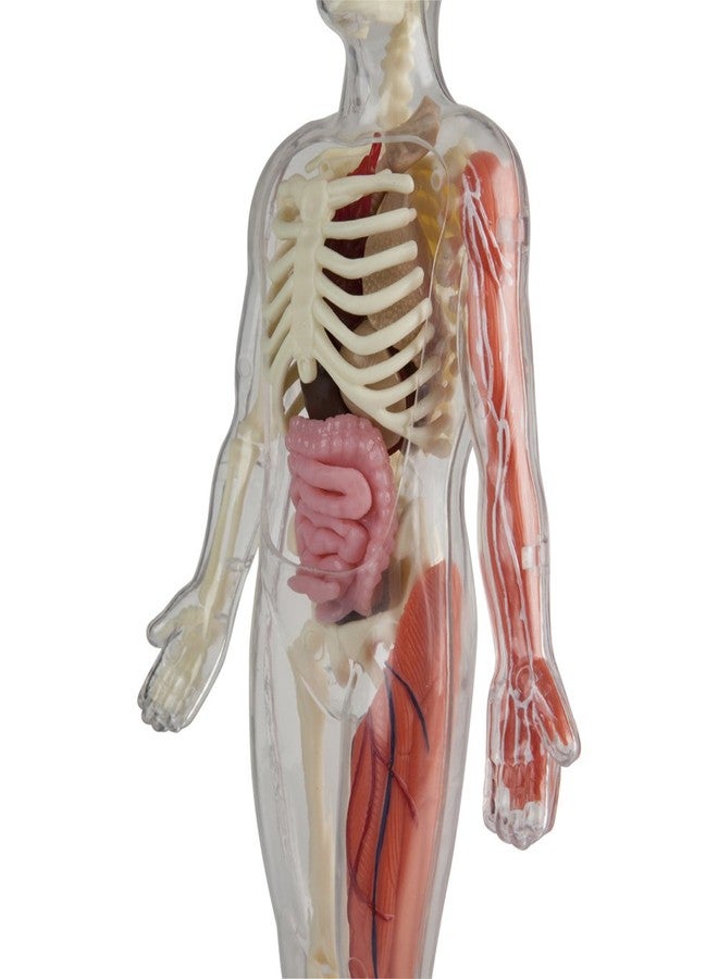 SmartLab ألعاب سمارت لاب قابلة للضغط تمامًا من الرأس إلى القدم - 60 قطعة - 36 جزء قابل للإزالة - نموذج جسم إنسان بطول 12 بوصة وحامل - كتاب مصور من 24 صفحة - يتضمن كرات عيون متوهجة! - Image 5