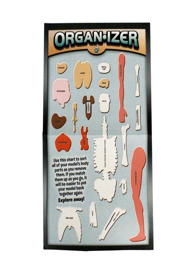 SmartLab ألعاب سمارت لاب قابلة للضغط تمامًا من الرأس إلى القدم - 60 قطعة - 36 جزء قابل للإزالة - نموذج جسم إنسان بطول 12 بوصة وحامل - كتاب مصور من 24 صفحة - يتضمن كرات عيون متوهجة! - Image 4