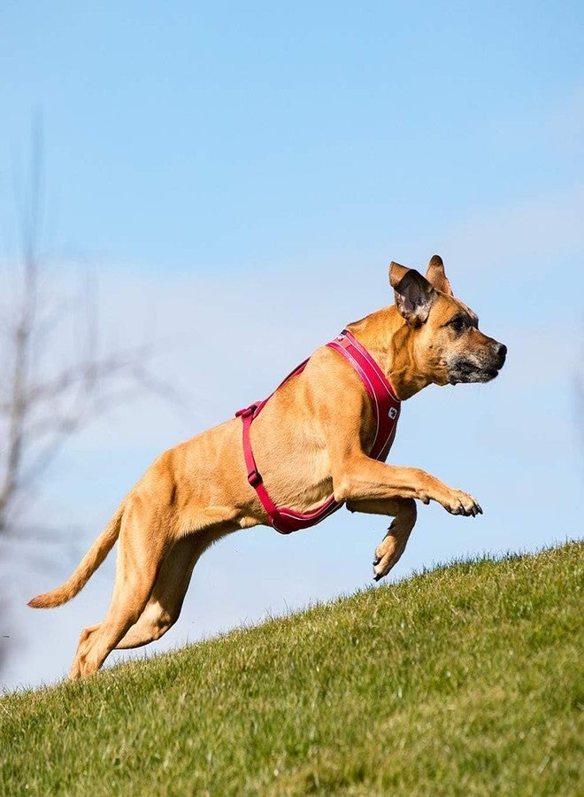 Curli Belka Comfort Harness Red M - Image 4