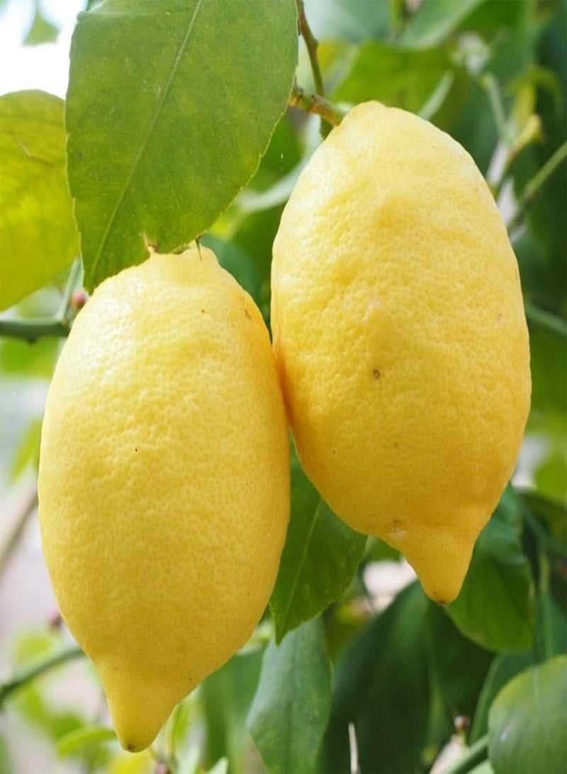 GGOOT Seed for Planting,20Pcs Lemon Tree Fruit Seeds Ornamental Plant Garden Yard Farm Bonsai Decoration-Lemon Tree Seeds - Image 1