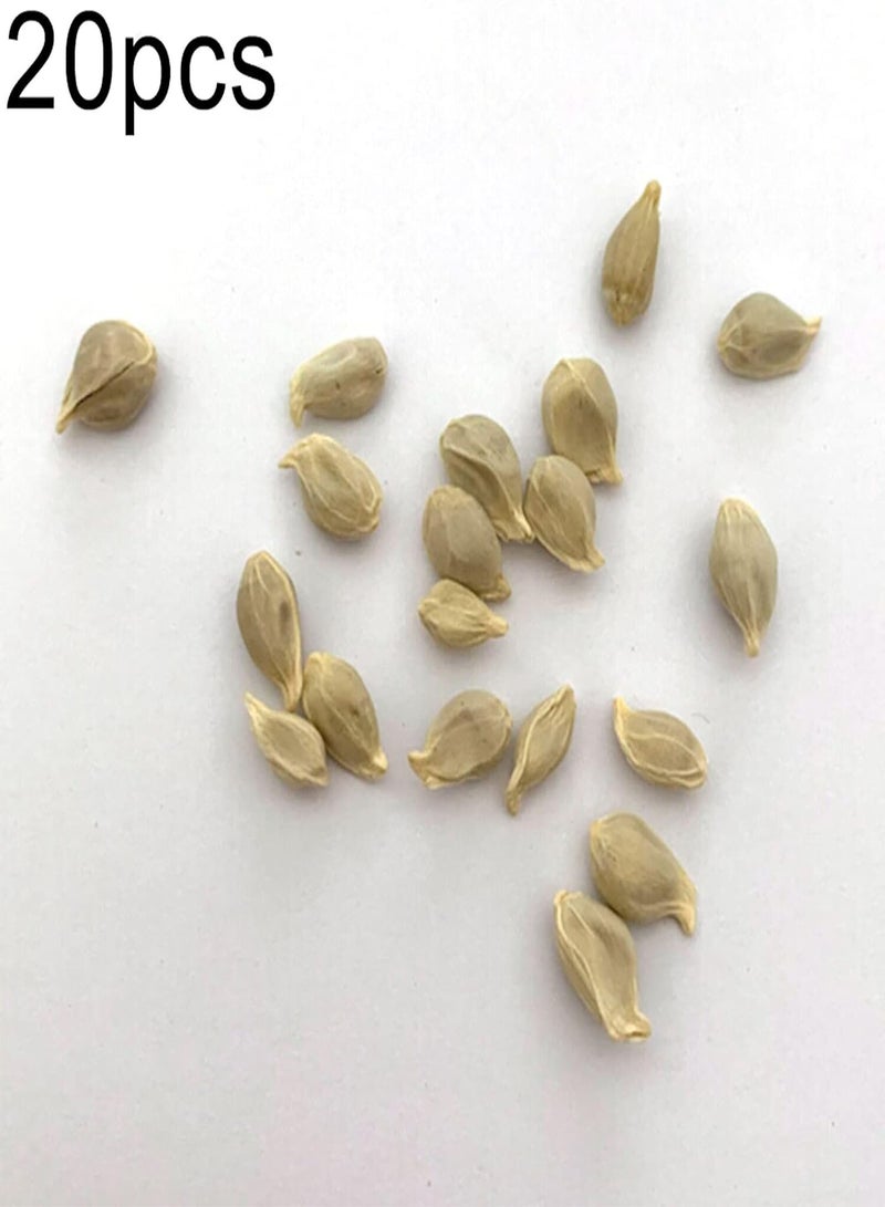 GGOOT Seed for Planting,20Pcs Lemon Tree Fruit Seeds Ornamental Plant Garden Yard Farm Bonsai Decoration-Lemon Tree Seeds - Image 2