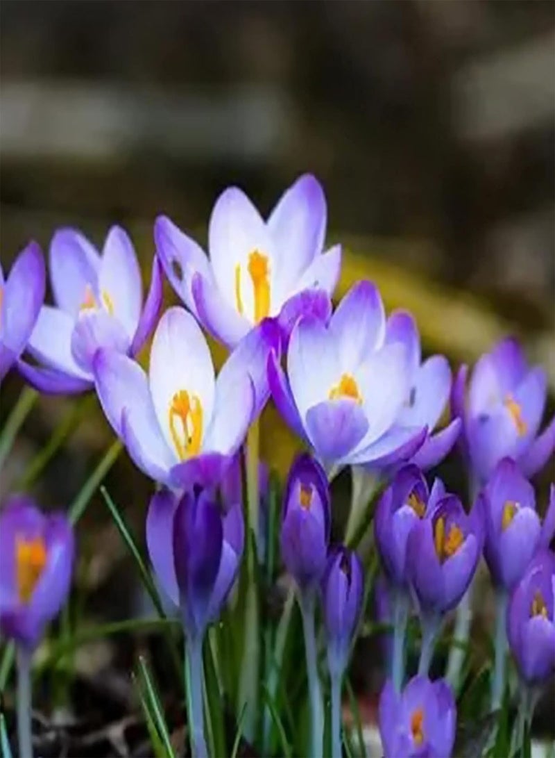 جي جوت 100 قطعة/مجموعة من بذور الزعفران الجورجية متوسطة السقي والمتكتلة للنباتات في الفناء والنباتات الخارجية - Image 3