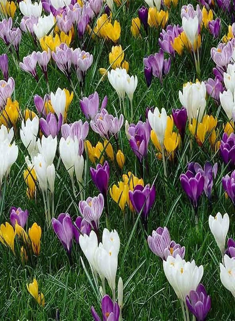 جي جوت 100 قطعة/مجموعة من بذور الزعفران الجورجية متوسطة السقي والمتكتلة للنباتات في الفناء والنباتات الخارجية - Image 2