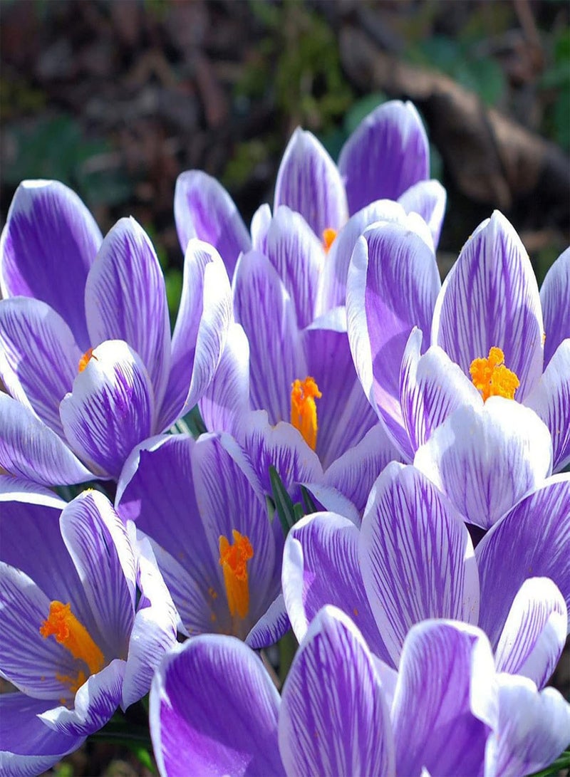 جي جوت 100 قطعة/مجموعة من بذور الزعفران الجورجية متوسطة السقي والمتكتلة للنباتات في الفناء والنباتات الخارجية - Image 5