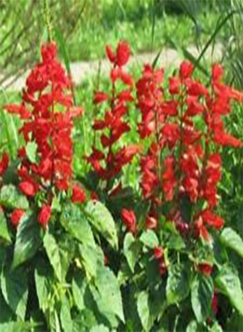 GGOOT SAGE Scarlet RED Salvia Coccinea - 10,00 Bulk (PKD) Seeds