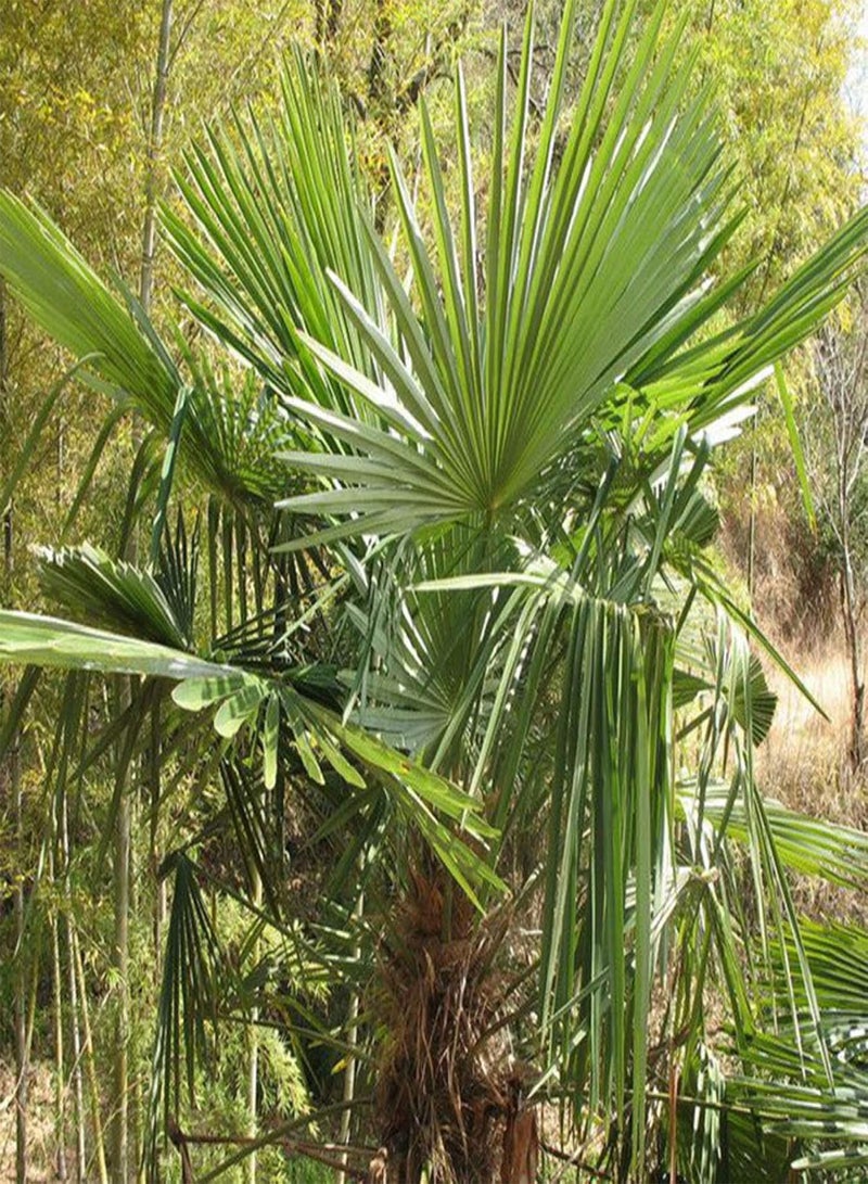 GGOOT Green Garden Flower Plants-10Pcs Palmae Tree Seeds Tropical Ornamental Plant Outdoor Garden Yard Lawn Decor - Palmae Tree Seeds - Image 4