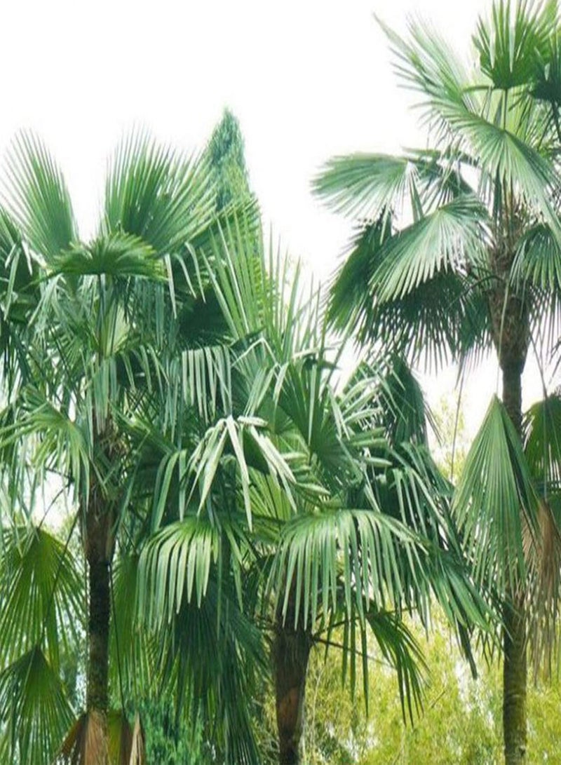 GGOOT Green Garden Flower Plants-10Pcs Palmae Tree Seeds Tropical Ornamental Plant Outdoor Garden Yard Lawn Decor - Palmae Tree Seeds - Image 5